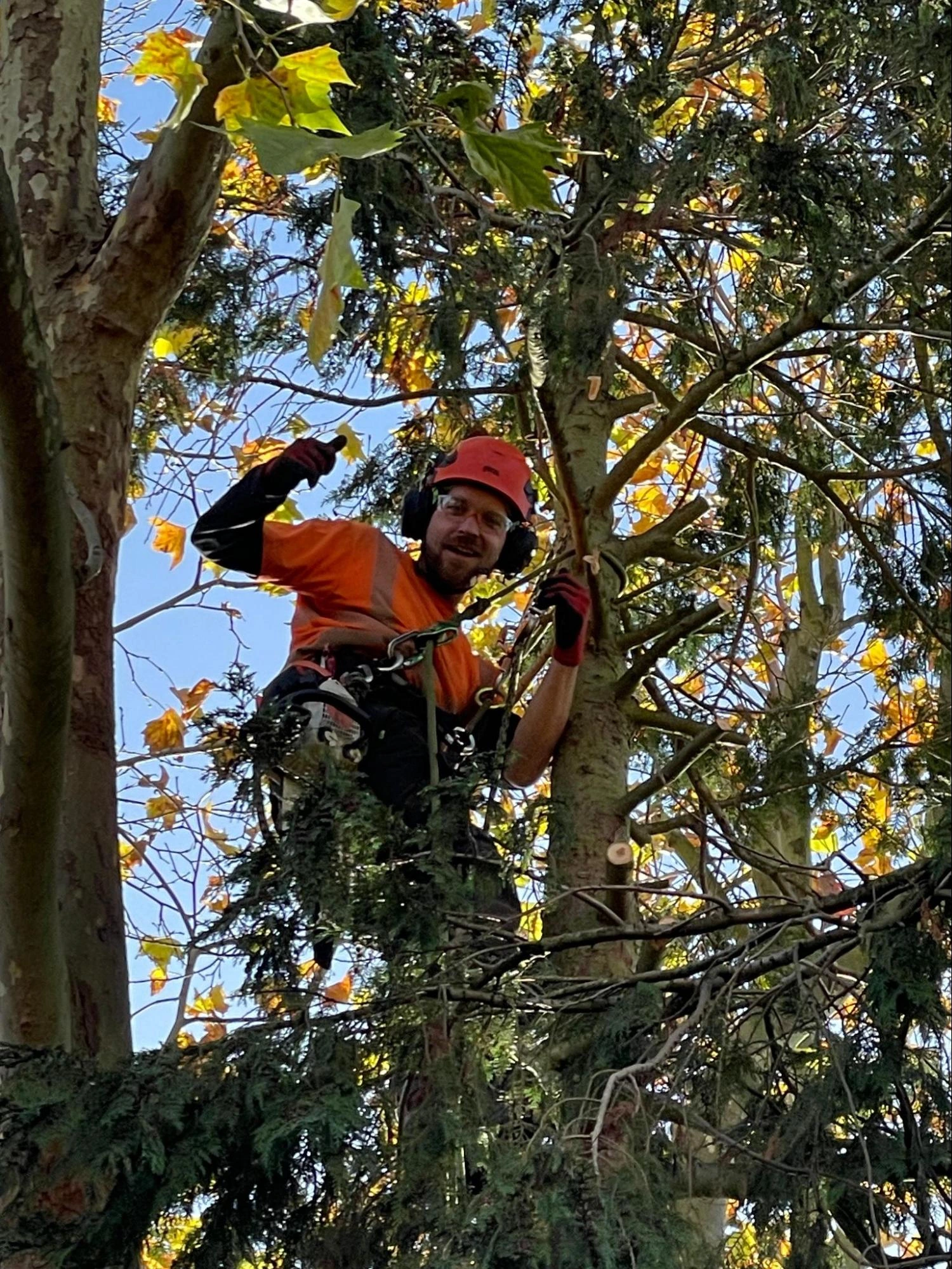 Holloway Tree Care Experts
